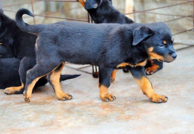 最新神犬,最新神犬，犬界新星，令人瞩目的犬种
