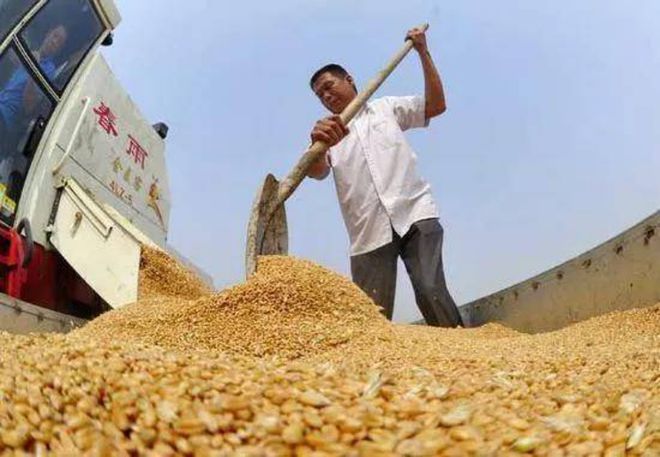 中国粮食行情指南，最新粮食市场动态解析