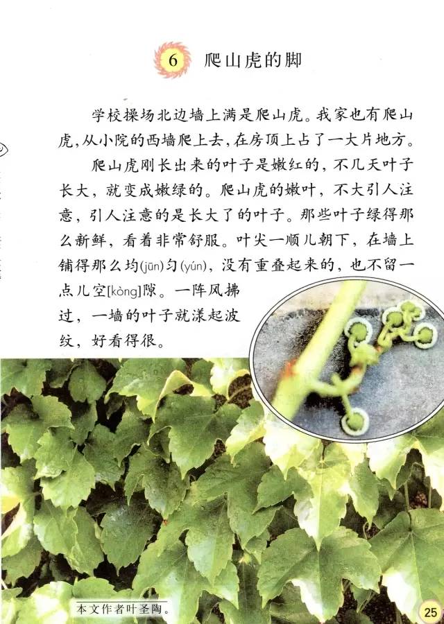 最新爬山虎的脚说课稿详解