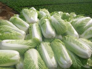 山东大白菜最新价格揭秘，小巷深处的白菜情缘