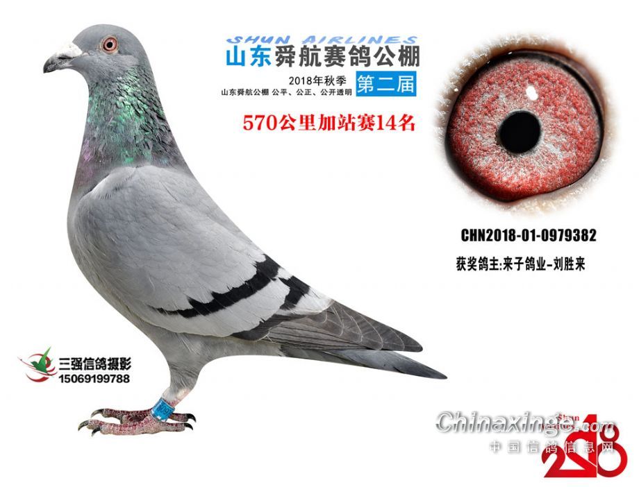 文德赛鸽公棚最新公告，一段温馨的鸽子传说