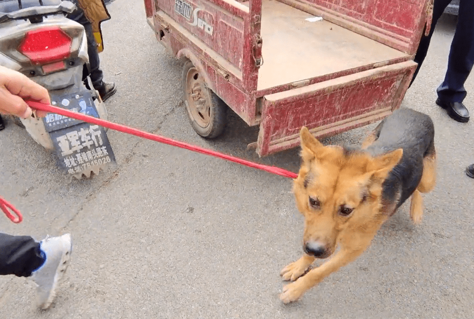 最新狗肉车，一路学习，自信闪耀的旅程