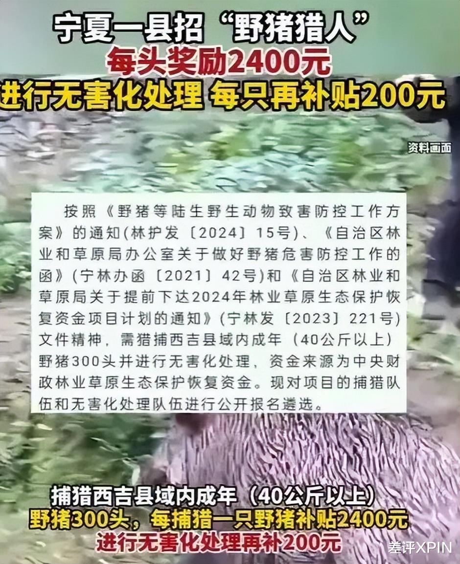 野猪最新栖息地，生态现象的多维观察