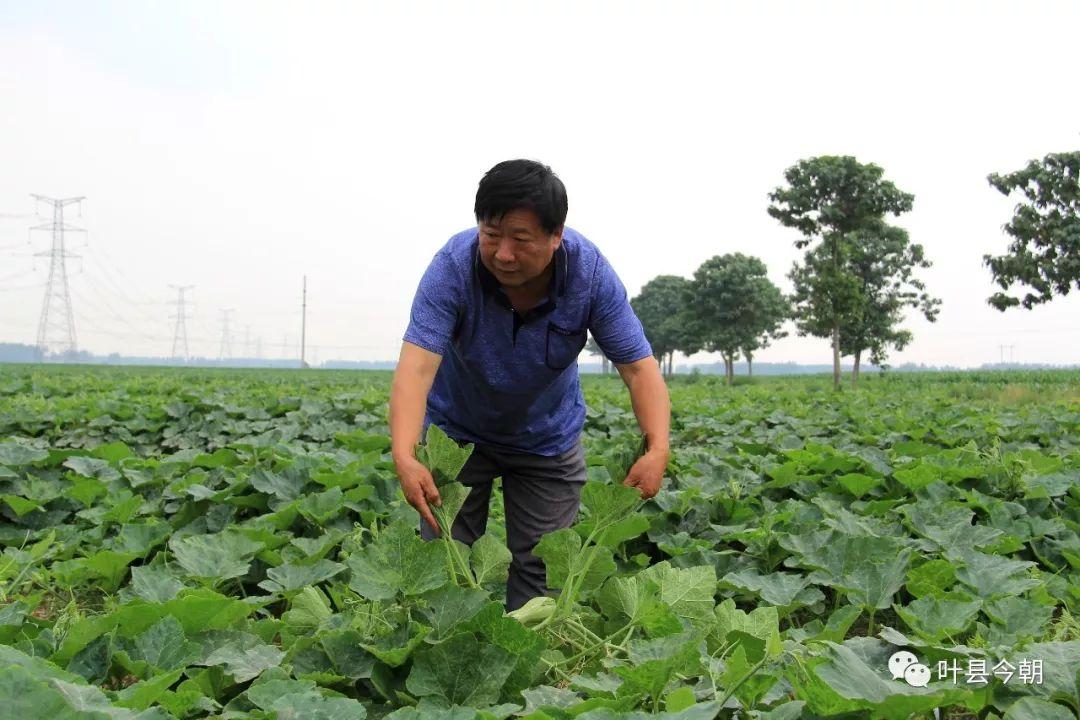 小巷深处的味觉奇遇，最新倭瓜价格揭秘