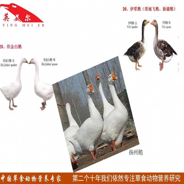 蒙鹅最新动态，自然美景探索之旅的心灵宁静之旅
